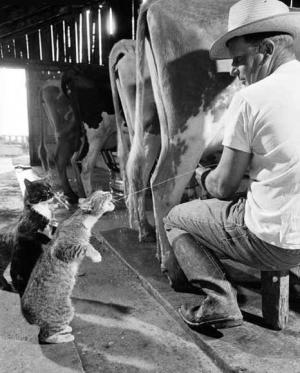 It's Not Just The Cat That Gets The Cream